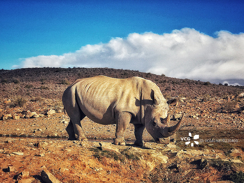 南非卡鲁野生动物保护区内的白犀牛图片素材