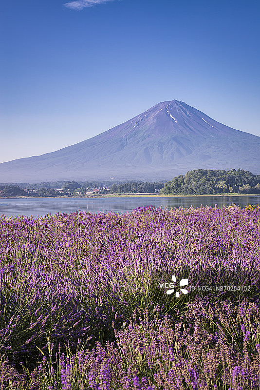 薰衣草花田与富士山图片素材