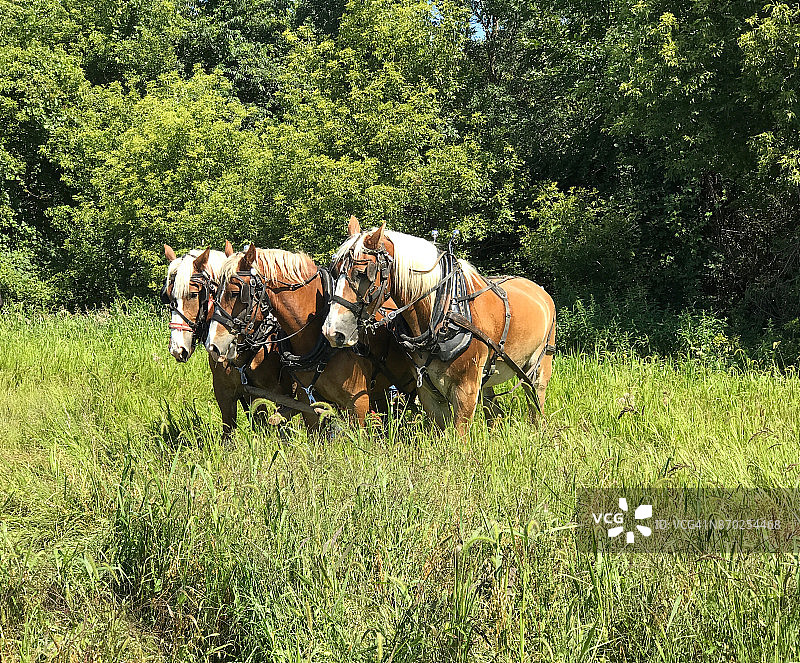 爱荷华州的役马队3图片素材