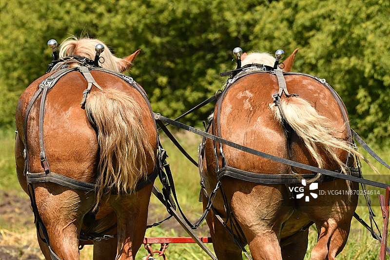 爱荷华州的工作马团队5图片素材