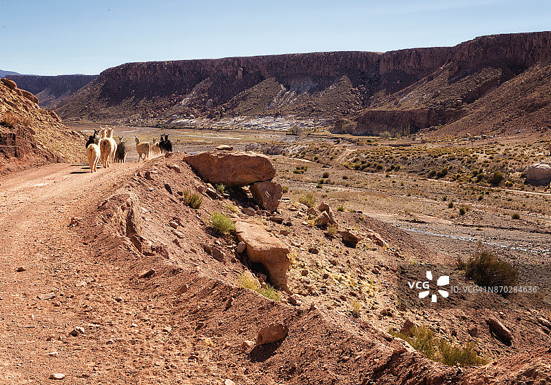 智利阿塔卡马沙漠彩虹谷的羊驼和土路图片素材