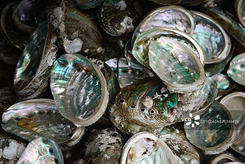 鱼市中的空鲍鱼壳图片素材