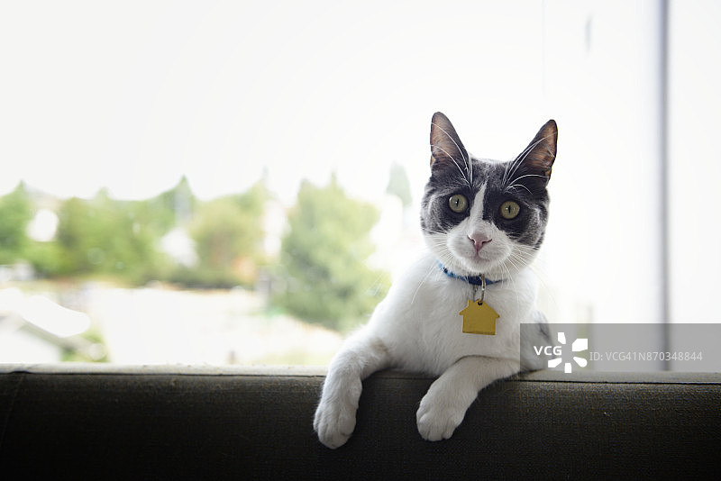 猫咪坐在窗前沙发的靠背上图片素材