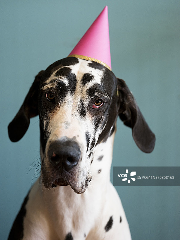 生日小狗图片素材