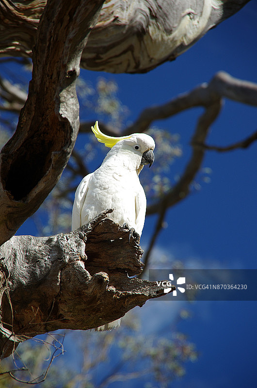 葵花凤头鹦鹉栖息在堪培拉桉树断枝上图片素材