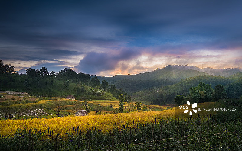 泰国夜丰颂府梯田上的金色稻田图片素材