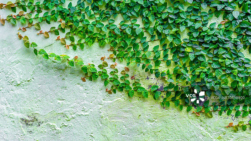 爬满植物的白色墙壁图片素材