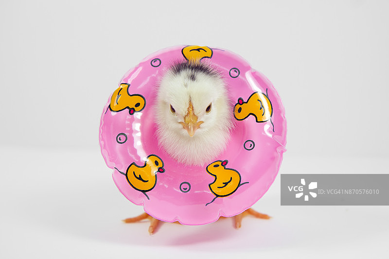 带游泳圈的小鸡图片素材