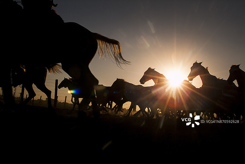 在午后逆光中奔跑的潘塔内罗斯马群图片素材