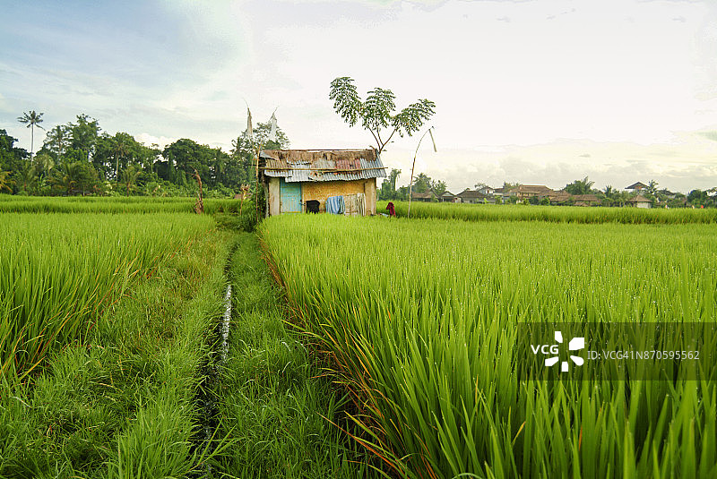 巴厘岛稻田上的梯田工棚图片素材