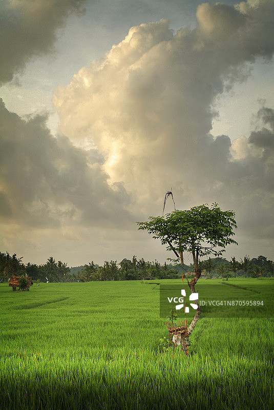 巴厘岛印度教稻田祭品图片素材