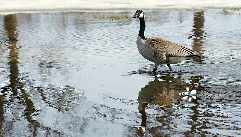在池塘中行走的加拿大鹅及其倒影图片素材