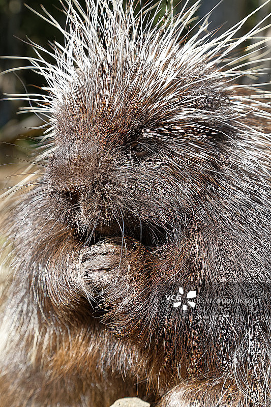 豪猪和箭图片素材