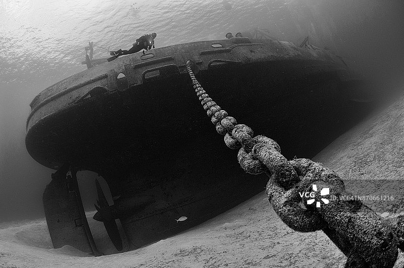 大开曼岛的三趾鸥图片素材