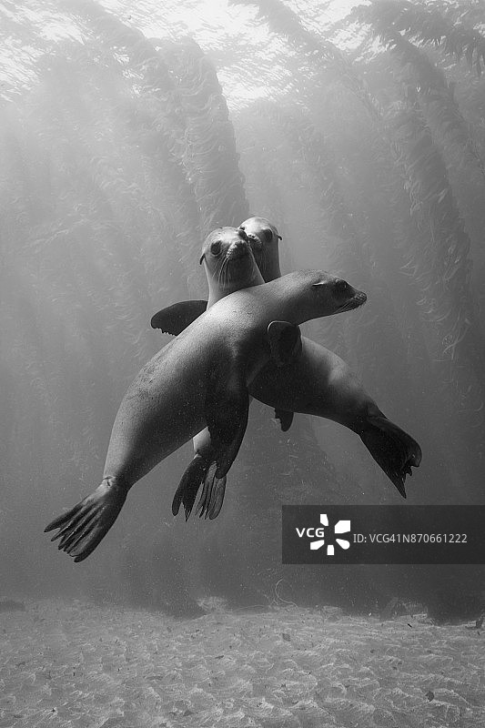 三只海狮图片素材