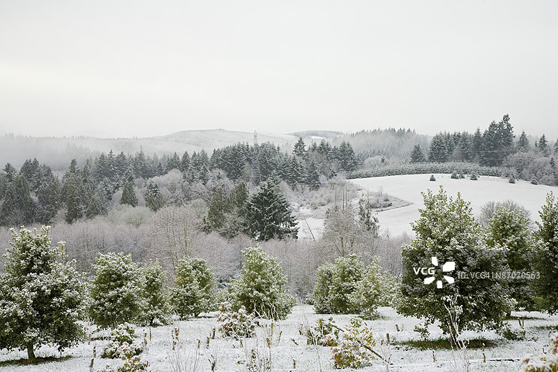 轻轻覆盖着雪的树木和灌木的农场图片素材