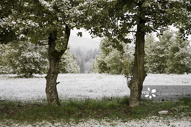 轻轻覆盖着雪的树木和灌木的农场图片素材