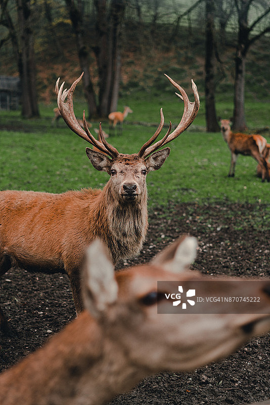 秋日森林中的鹿图片素材
