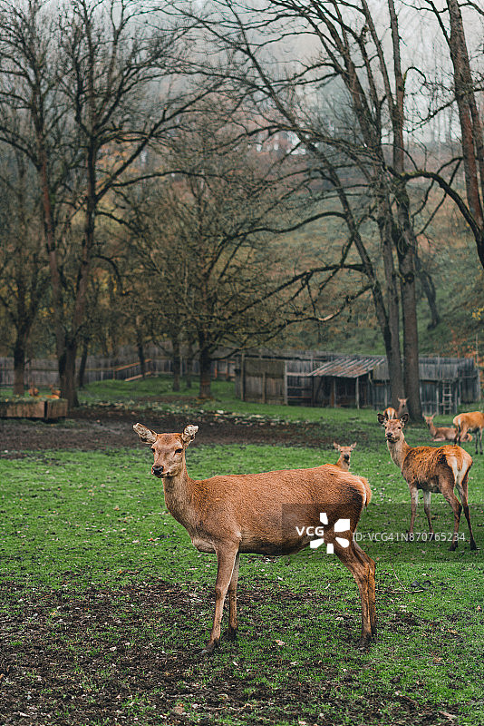 秋日森林中的鹿图片素材