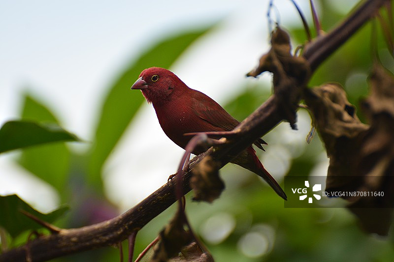 红嘴火雀图片素材