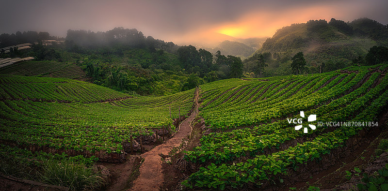 草莓田的日出晨曦图片素材