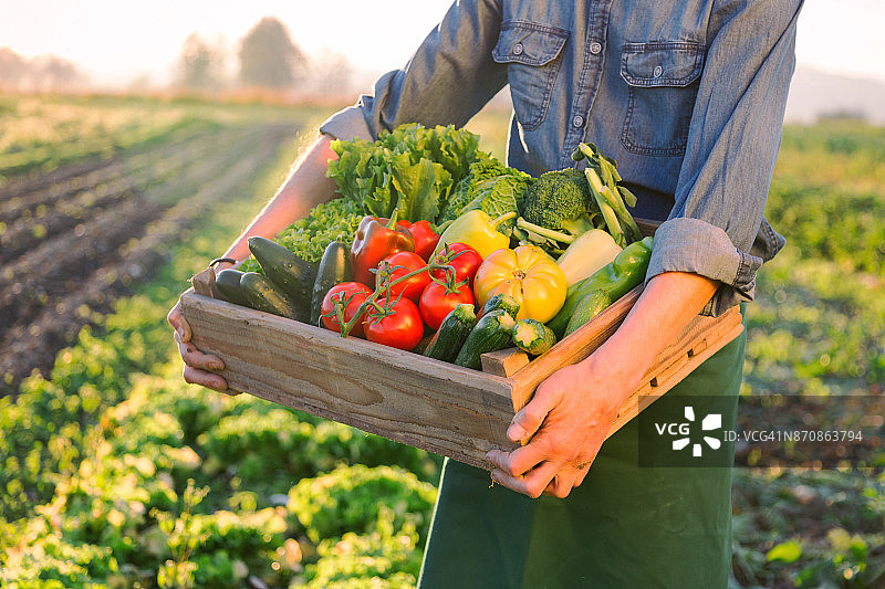 装满生蔬菜的板条箱图片素材