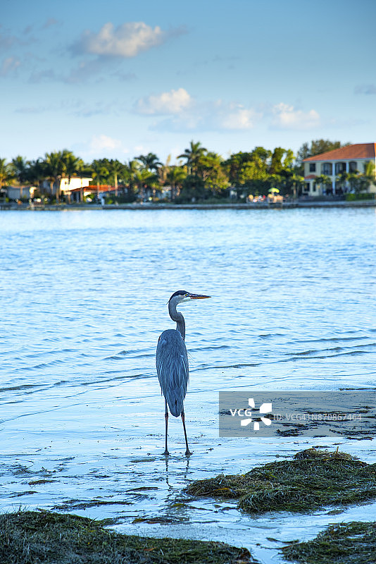大蓝鹭，坦帕湾，圣彼得堡，佛罗里达州图片素材