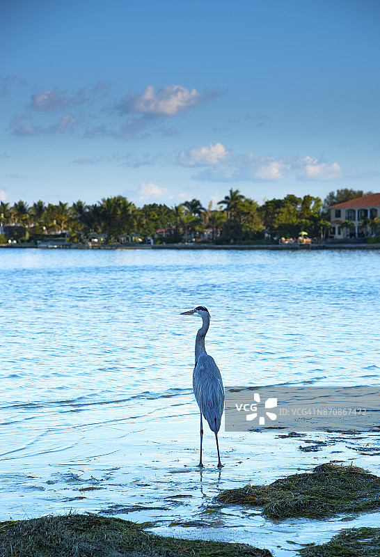 大蓝鹭，坦帕湾，圣彼得堡，佛罗里达州图片素材