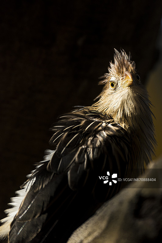 圭拉鹃图片素材