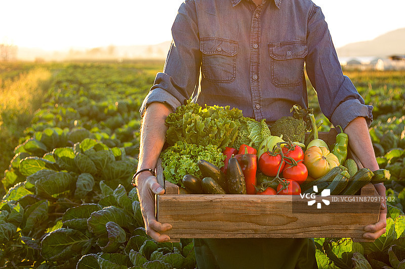 拿着一箱新鲜蔬菜的男人图片素材