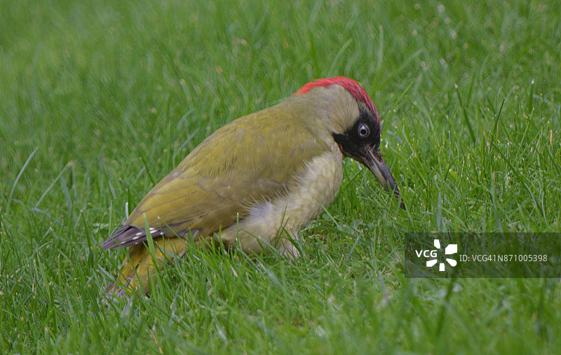欧洲绿啄木鸟觅食图片素材
