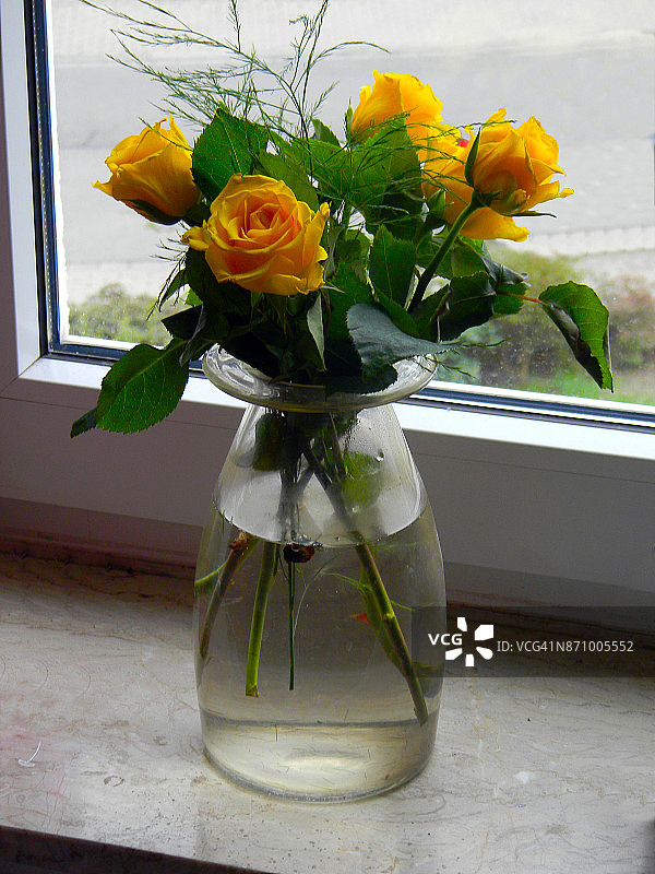 玻璃花瓶里的一束黄色玫瑰图片素材