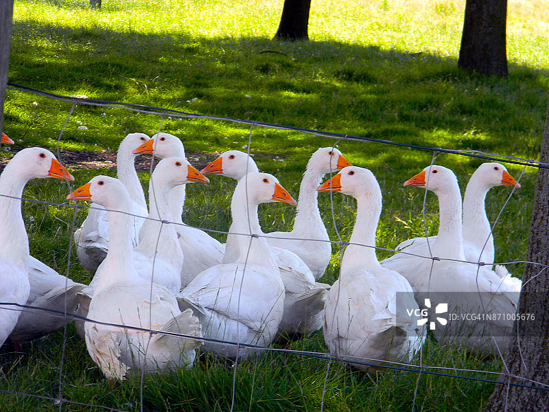德国黑尔福德等待圣诞节的鹅图片素材