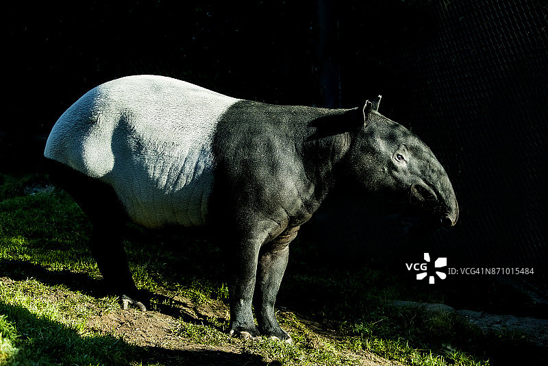 马来貘图片素材