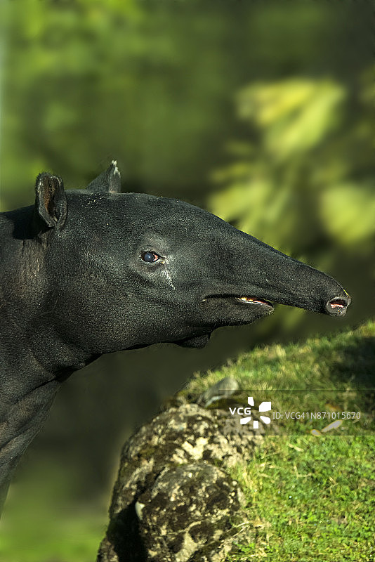 马来貘图片素材