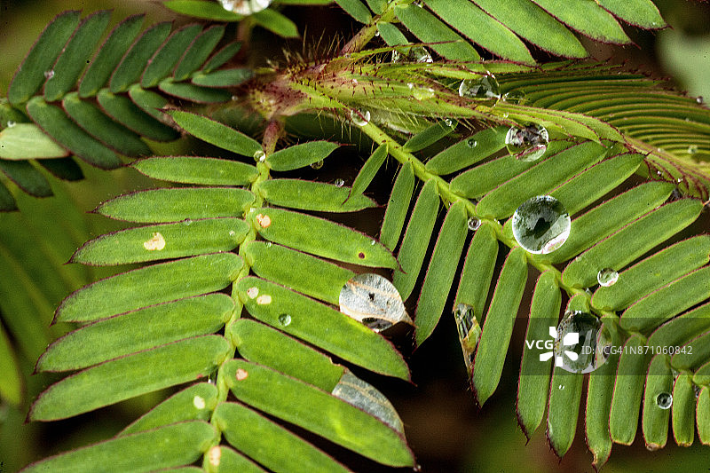 潮湿的野生植物叶子图片素材