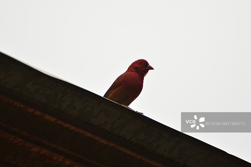 红嘴火雀图片素材