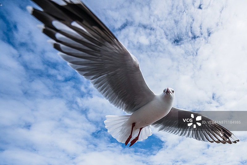 低角度拍摄在天空中飞翔的海鸥图片素材