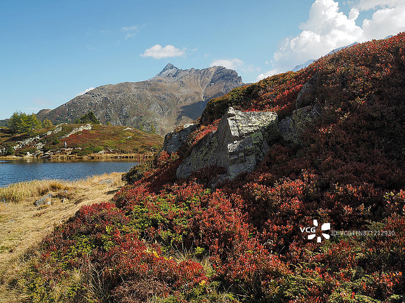 辛普隆山口霍普斯湖的红色灌木图片素材