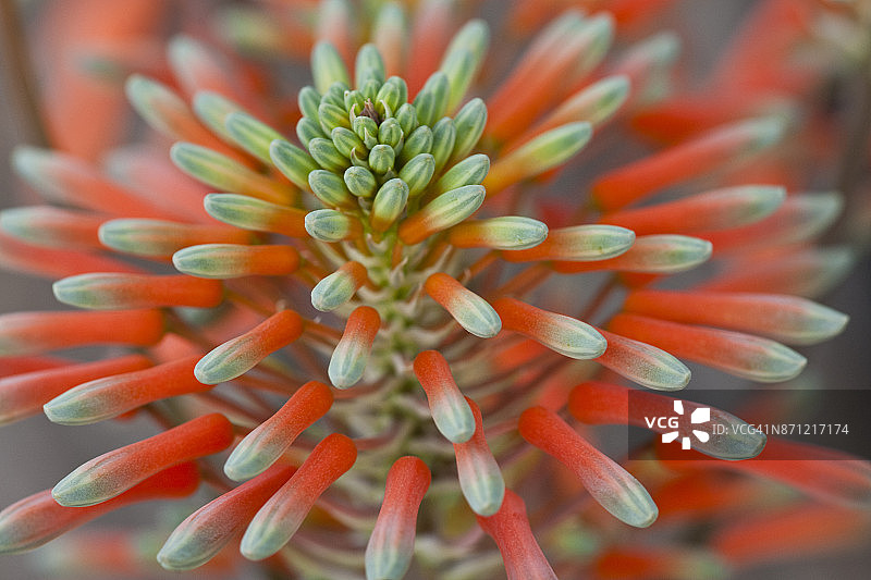 呈放射状对称的珊瑚芦荟（Aloe striata）图片素材