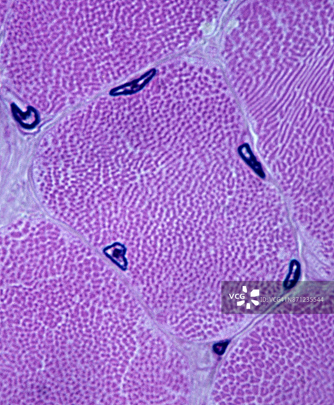 横截面中的单条骨骼肌纤维（250倍放大）图片素材