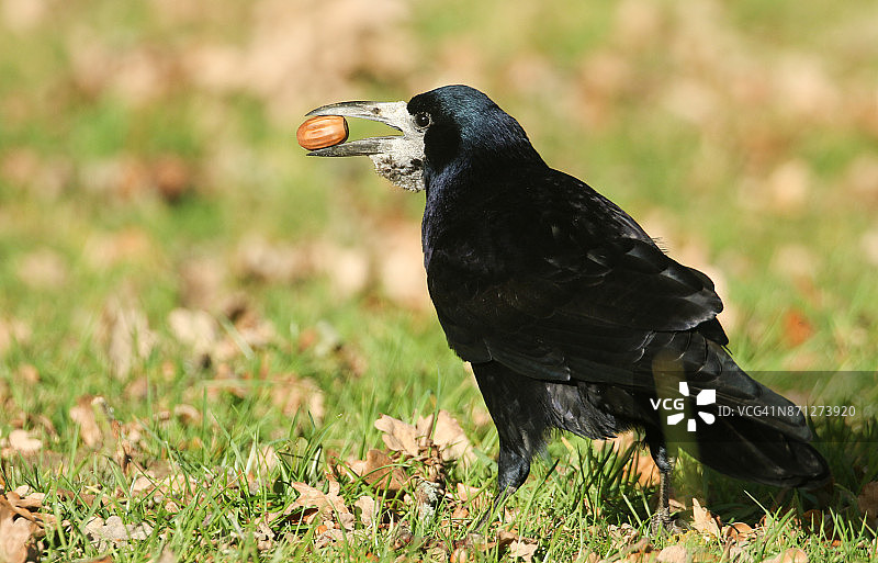 一只秃鼻乌鸦栖息在草地上，嘴里叼着一颗橡子，为冬天储存食物图片素材