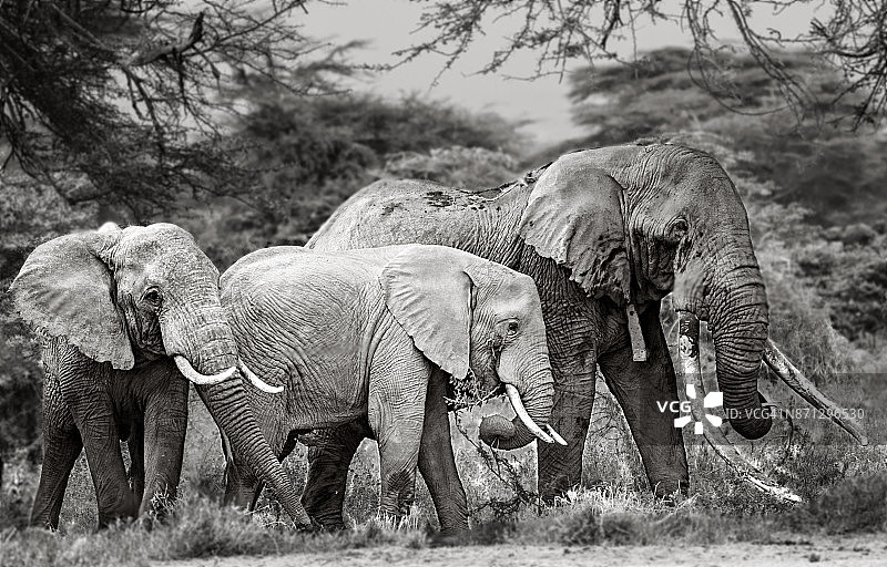 肯尼亚安博塞利的大象群，包括提姆图片素材
