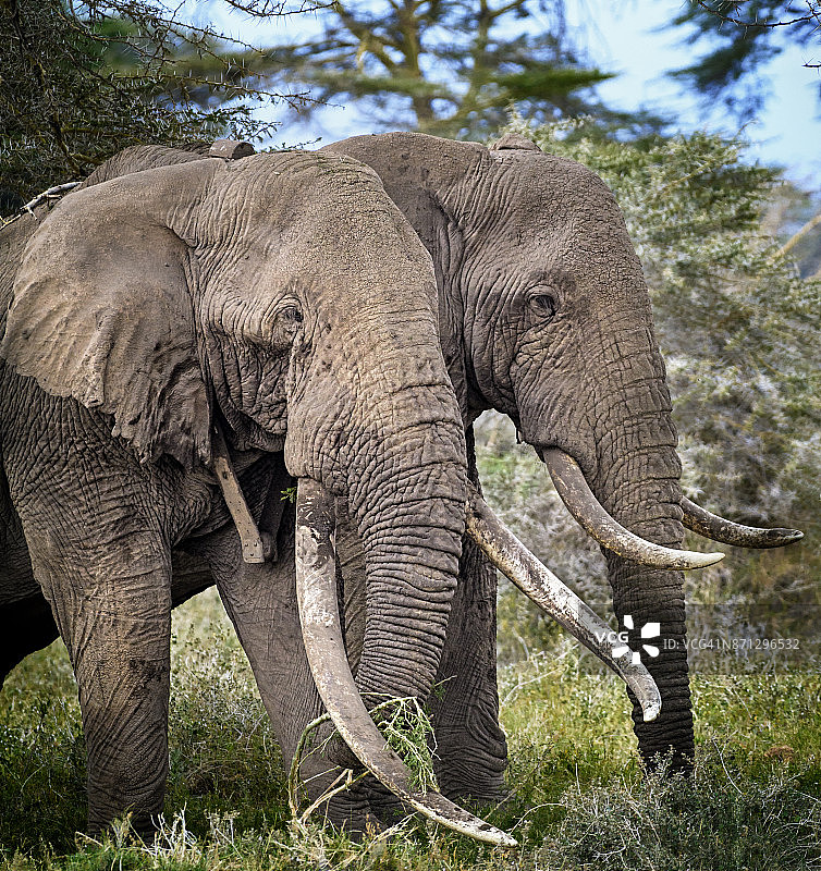 肯尼亚安博塞利的大象蒂姆和它的朋友图片素材
