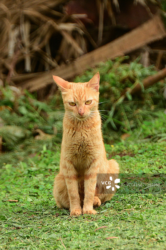 橙色虎斑猫图片素材