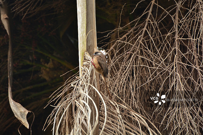 斑鼠鸟图片素材