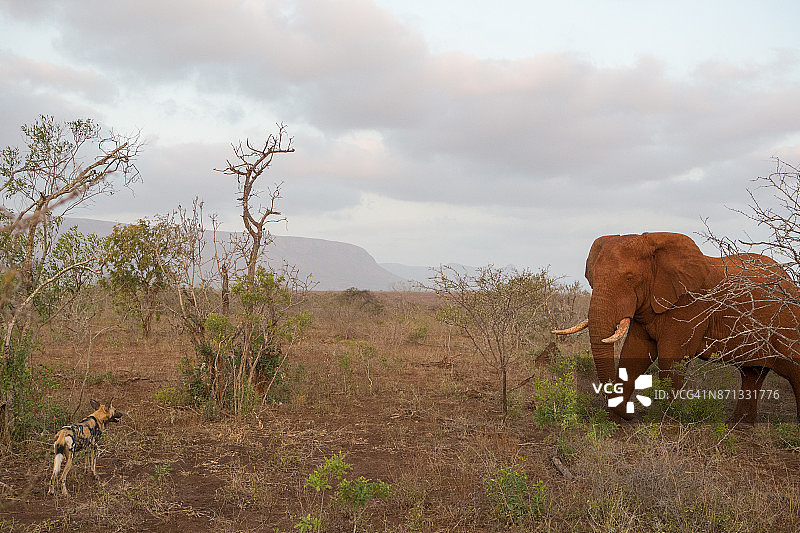 非洲野犬和非洲象的对峙图片素材