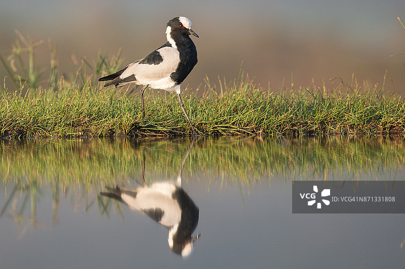 在水池边的黑背麦鸡图片素材