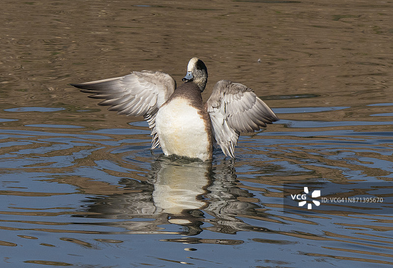 美洲葡萄鸭拍打翅膀飞过水面图片素材