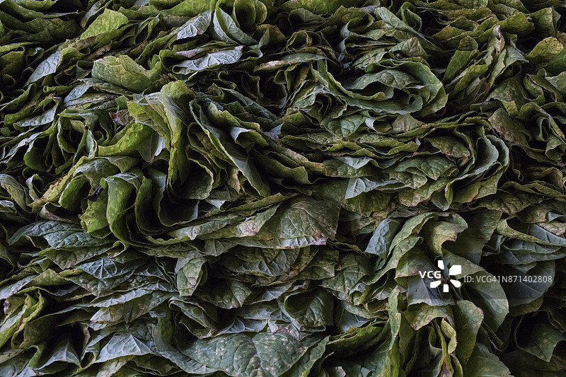 烟草叶在田野中堆放。图片素材